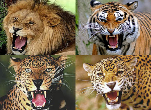 Which are the 'Only Four Cats in the World, which can Roar'?