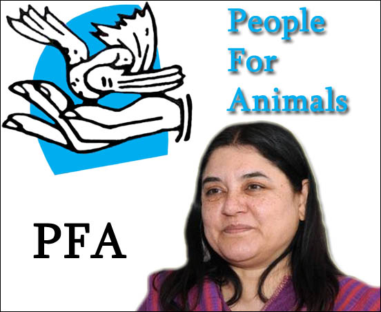 Who is the Chairperson of PFA - People For Animals, India?