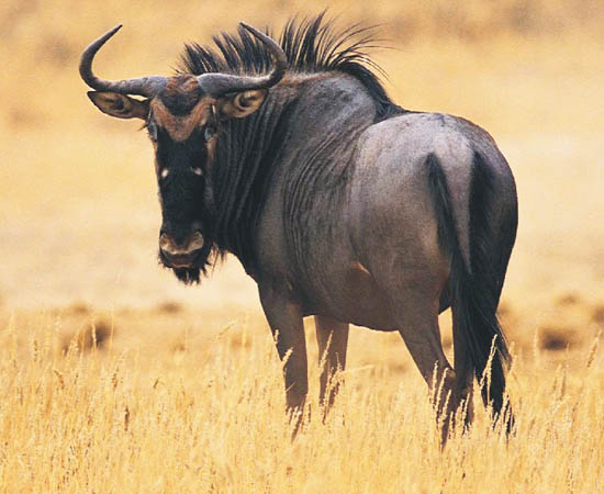 Which animal has an ox-like head, the mane of a horse and horns of a  buffalo?