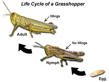 Grasshopper Life Cycle