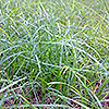 Grasses
