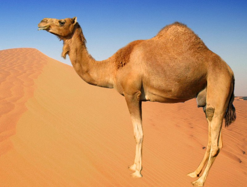 Resultado de imagen de camel