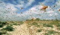 locust_swarm