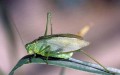 Lon-Horned Grasshopper
