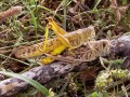 Grasshoper Mating