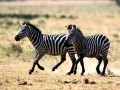 Zebra Running