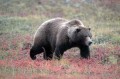 bear-pictures_226