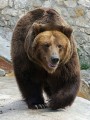 brown_bear_1