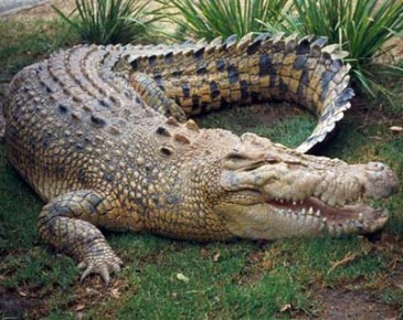 Crocodile Main