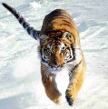 Tiger Running in Snow