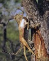 Leopard climbing tree with prey